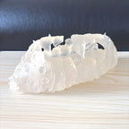 Studio Ghibli Nausicaa Valley Wind Ohmu Planter Shell Pot Seeds Collectable